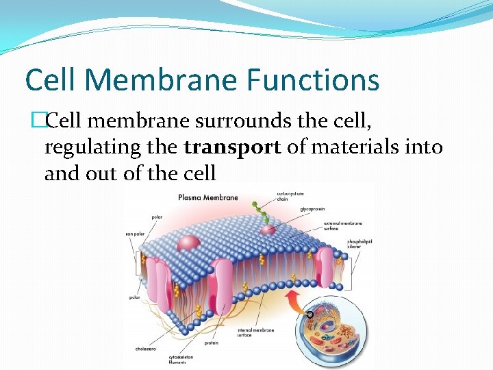 Cell Membrane Functions �Cell membrane surrounds the cell, regulating the transport of materials into