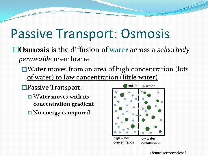 Passive Transport: Osmosis �Osmosis is the diffusion of water across a selectively permeable membrane