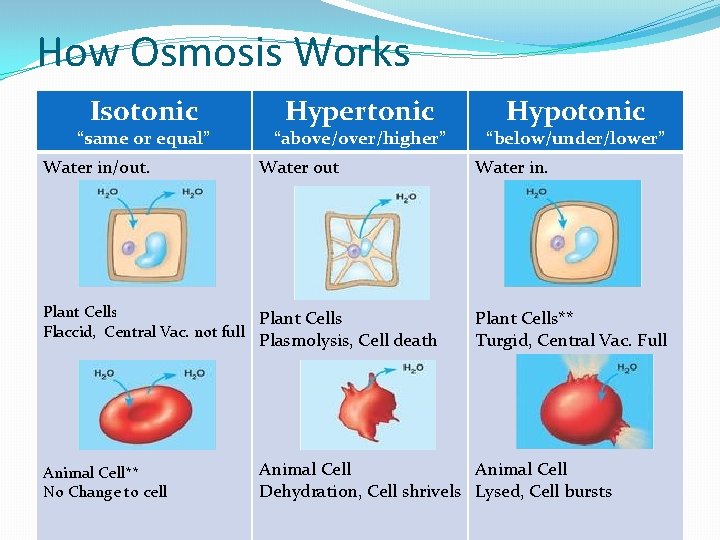How Osmosis Works Isotonic “same or equal” Water in/out. Hypertonic “above/over/higher” Water out Plant