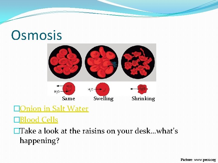 Osmosis Same Swelling Shrinking �Onion in Salt Water �Blood Cells �Take a look at