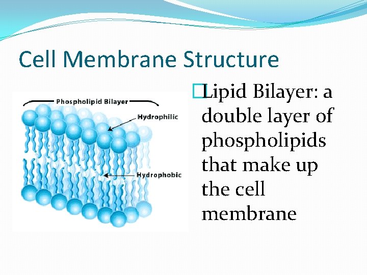 Cell Membrane Structure �Lipid Bilayer: a double layer of phospholipids that make up the