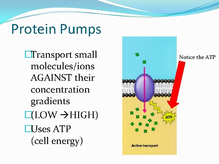 Protein Pumps �Transport small molecules/ions AGAINST their concentration gradients �(LOW HIGH) �Uses ATP (cell