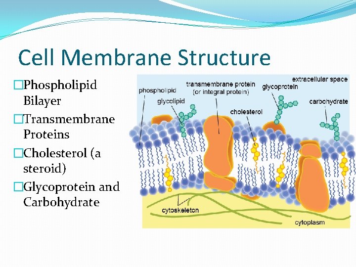 Cell Membrane Structure �Phospholipid Bilayer �Transmembrane Proteins �Cholesterol (a steroid) �Glycoprotein and Carbohydrate 