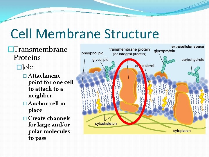Cell Membrane Structure �Transmembrane Proteins �Job: � Attachment point for one cell to attach