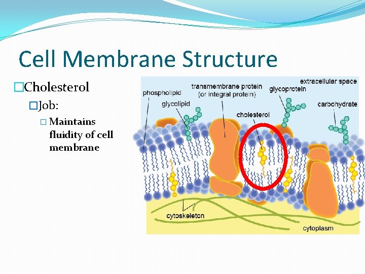 Cell Membrane Structure �Cholesterol �Job: � Maintains fluidity of cell membrane 