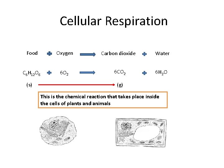 Cellular Respiration Food Oxygen Carbon dioxide Water C 6 H 12 O 6 6