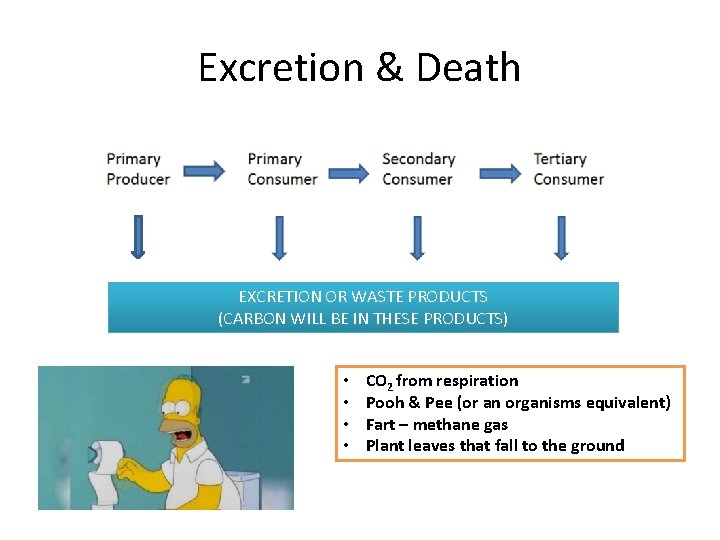 Excretion & Death EXCRETION OR WASTE PRODUCTS (CARBON WILL BE IN THESE PRODUCTS) •