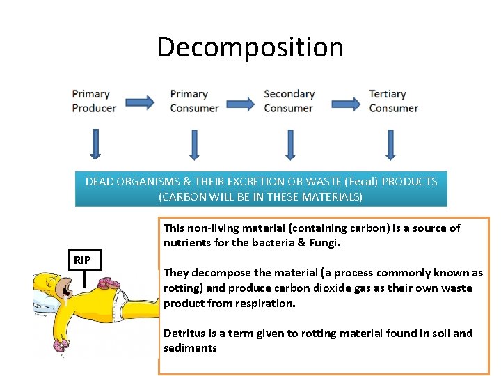 Decomposition DEAD ORGANISMS & THEIR EXCRETION OR WASTE (Fecal) PRODUCTS (CARBON WILL BE IN
