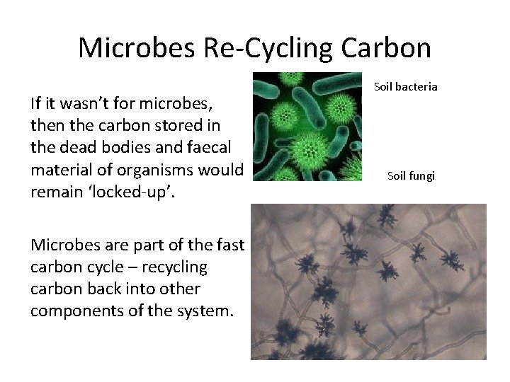 Microbes Re-Cycling Carbon If it wasn’t for microbes, then the carbon stored in the