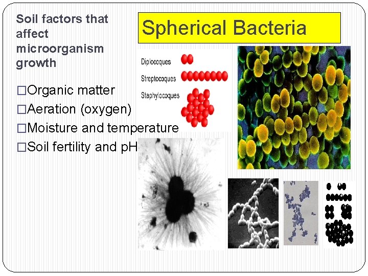 Soil factors that affect microorganism growth Spherical Bacteria �Organic matter �Aeration (oxygen) �Moisture and