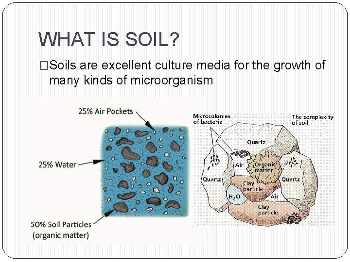 WHAT IS SOIL? �Soils are excellent culture media for the growth of many kinds