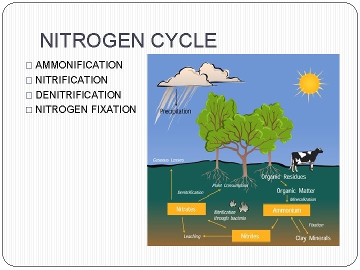 NITROGEN CYCLE � AMMONIFICATION � NITRIFICATION � DENITRIFICATION � NITROGEN FIXATION 