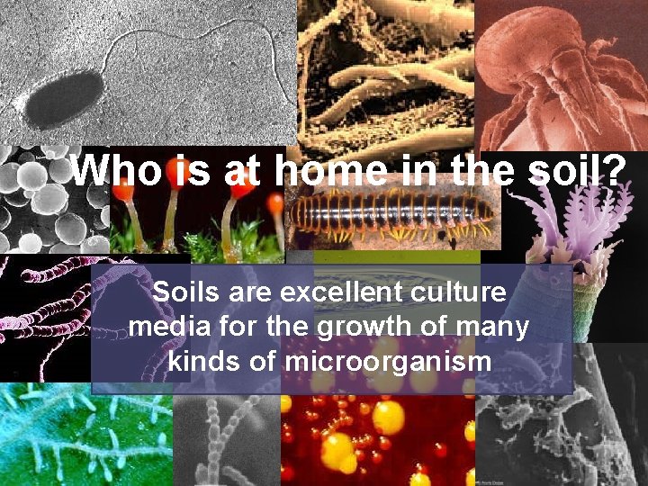 Who is at home in the soil? Soils are excellent culture media for the