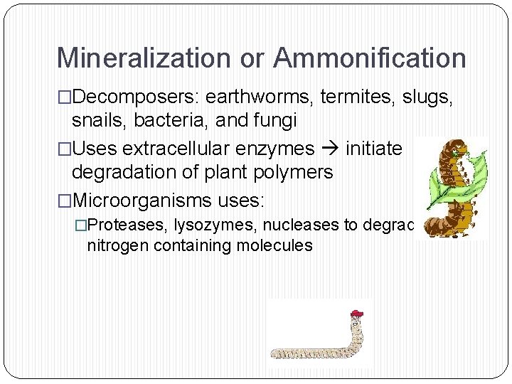 Mineralization or Ammonification �Decomposers: earthworms, termites, slugs, snails, bacteria, and fungi �Uses extracellular enzymes