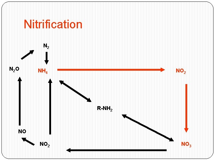Nitrification N 2 O NH 4 NO 2 R-NH 2 NO NO 2 NO