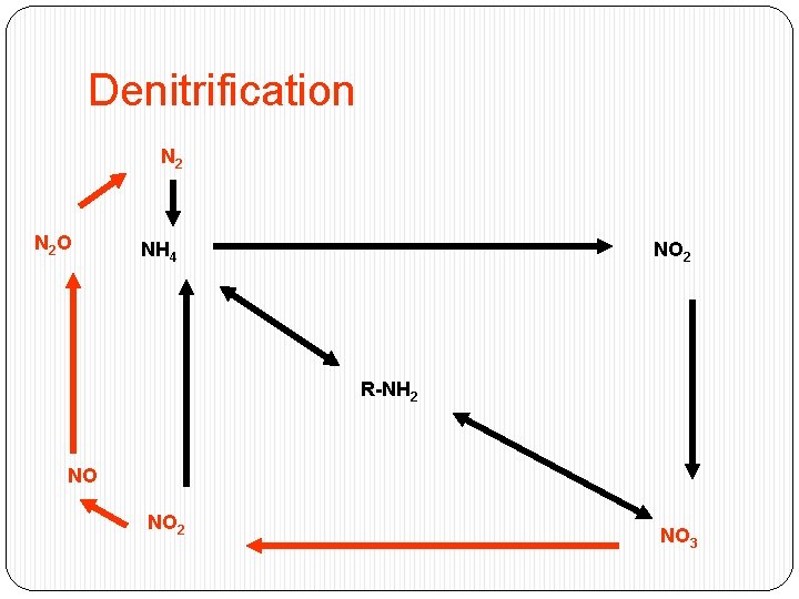 Denitrification N 2 O NH 4 NO 2 R-NH 2 NO NO 2 NO