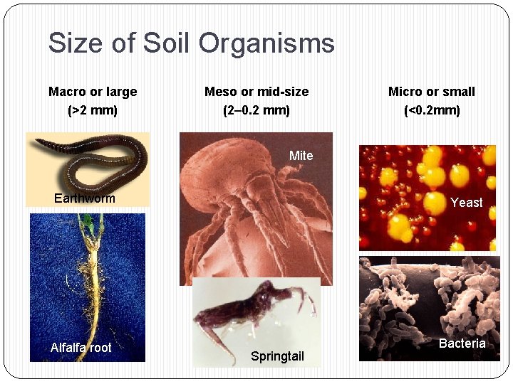 Size of Soil Organisms Macro or large (>2 mm) Meso or mid-size (2– 0.