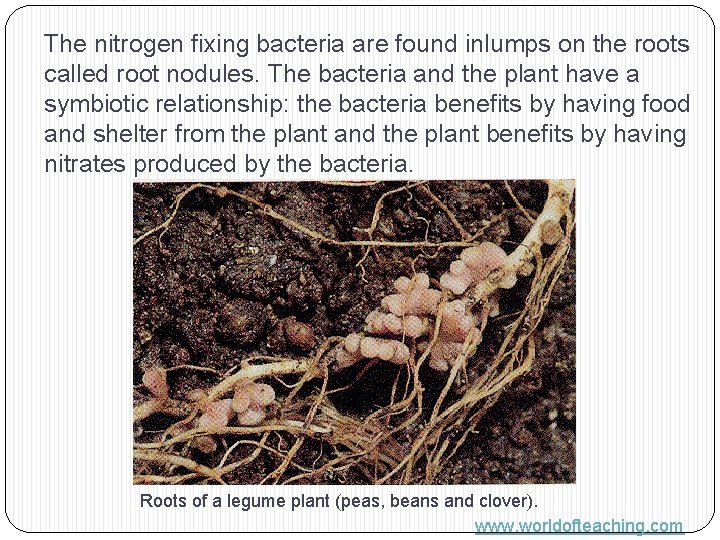 The nitrogen fixing bacteria are found inlumps on the roots called root nodules. The