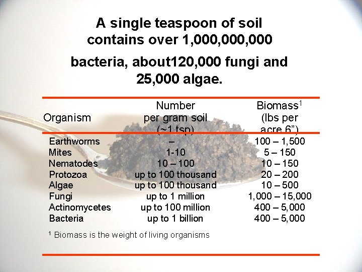 A single teaspoon of soil contains over 1, 000, 000 bacteria, about 120, 000