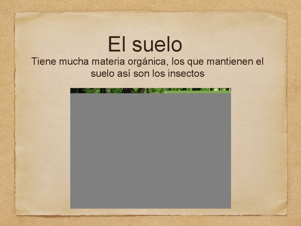 El suelo Tiene mucha materia orgánica, los que mantienen el suelo así son los