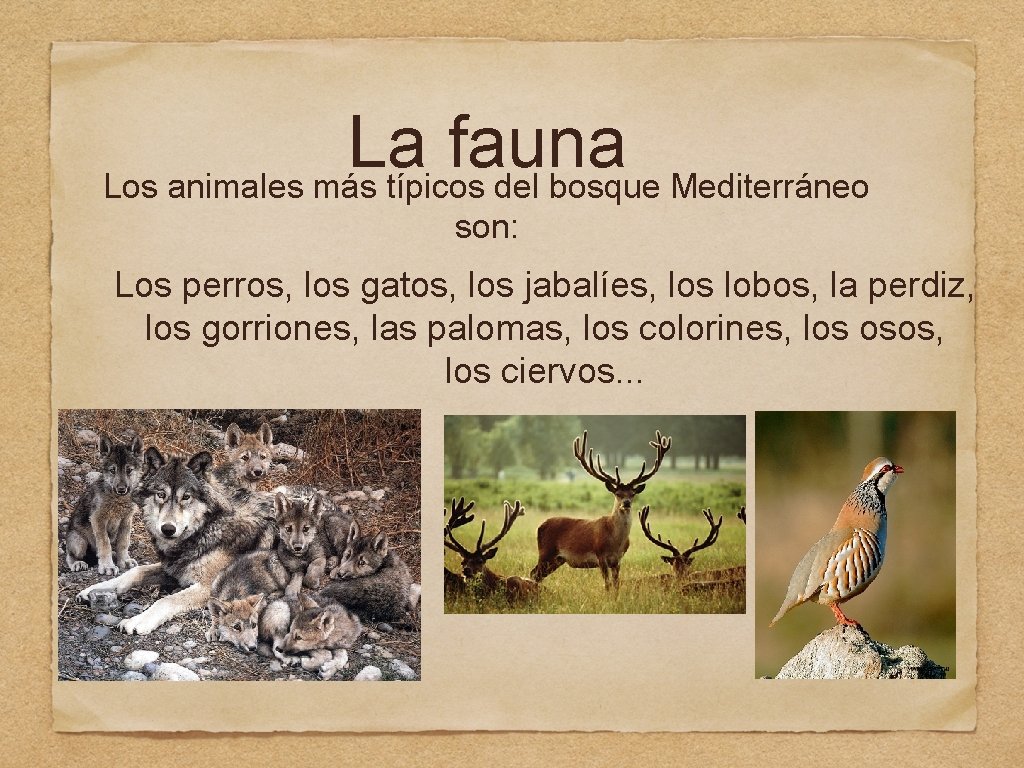 La fauna Los animales más típicos del bosque Mediterráneo son: Los perros, los gatos,