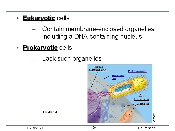  • Eukaryotic cells – Contain membrane-enclosed organelles, including a DNA-containing nucleus • Prokaryotic