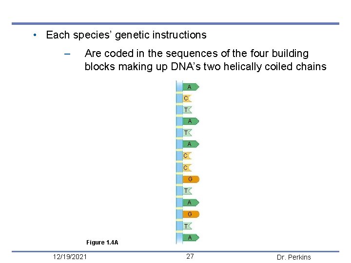 • Each species’ genetic instructions – Are coded in the sequences of the