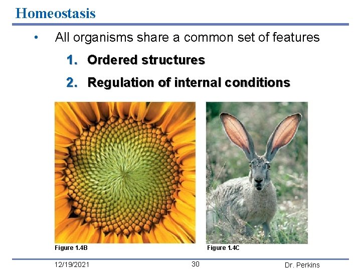 Homeostasis • All organisms share a common set of features 1. Ordered structures 2.