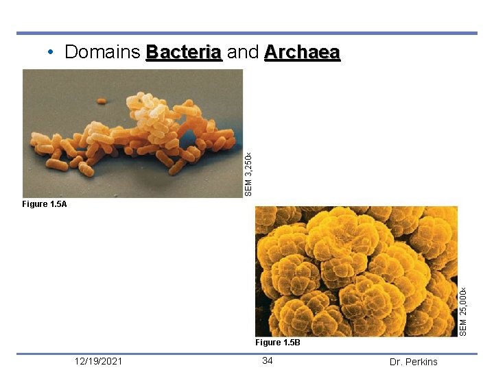 SEM 3, 250 • Domains Bacteria and Archaea SEM 25, 000 Figure 1. 5