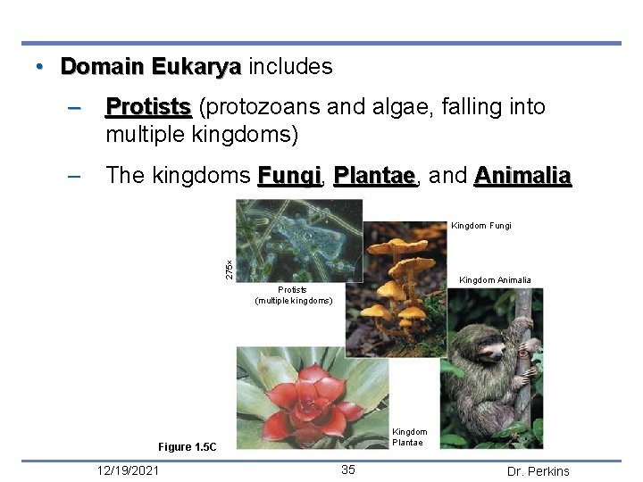  • Domain Eukarya includes – Protists (protozoans and algae, falling into multiple kingdoms)