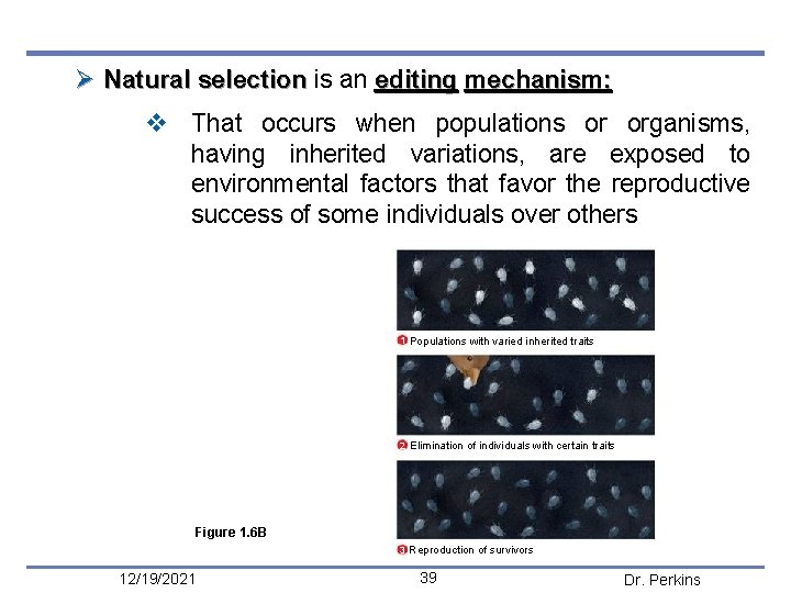 Ø Natural selection is an editing mechanism: v That occurs when populations or organisms,