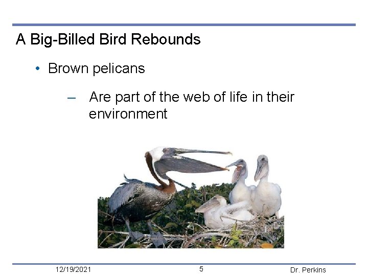 A Big-Billed Bird Rebounds • Brown pelicans – Are part of the web of
