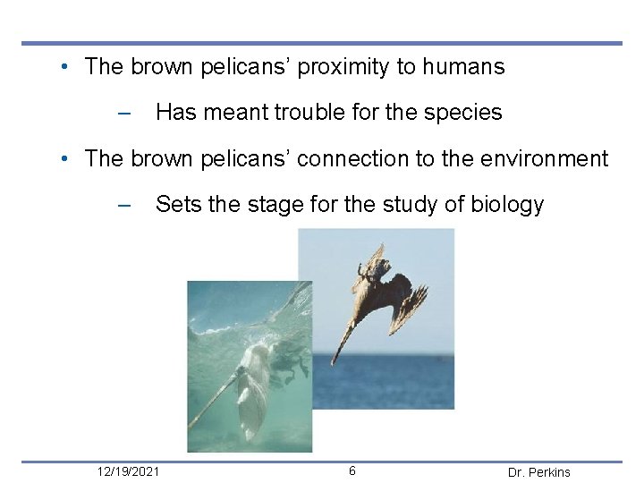  • The brown pelicans’ proximity to humans – Has meant trouble for the