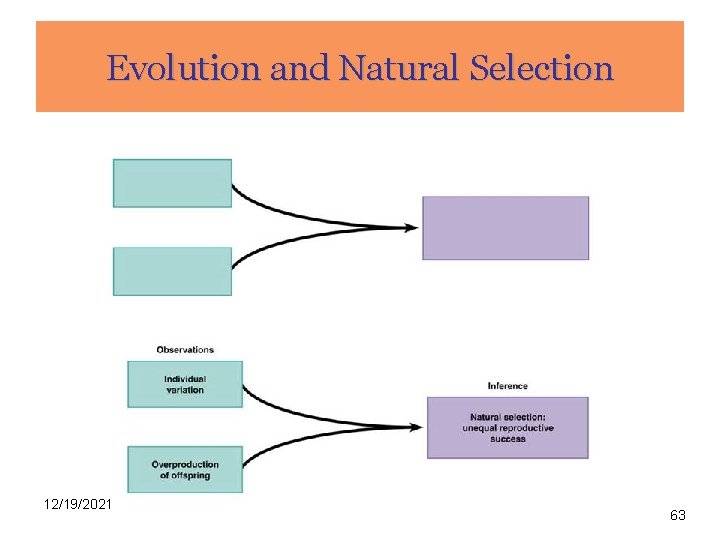 Evolution and Natural Selection 12/19/2021 63 