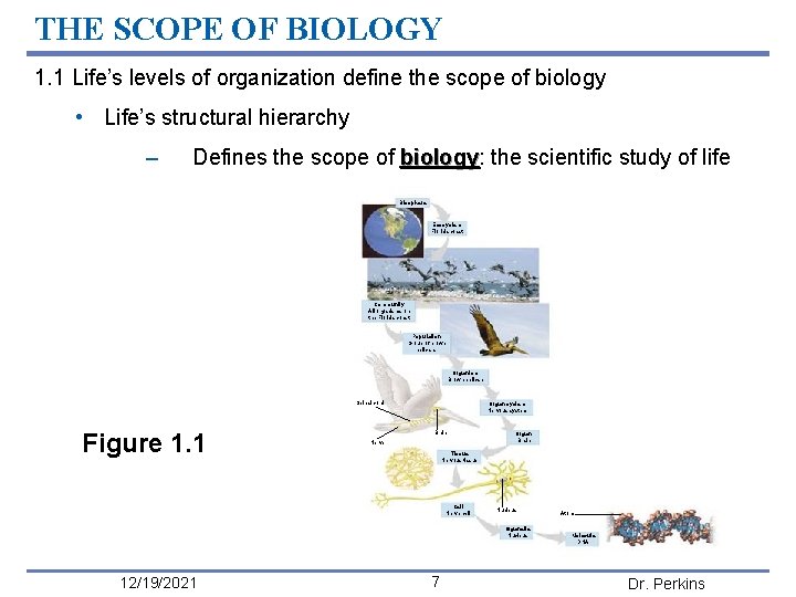 THE SCOPE OF BIOLOGY 1. 1 Life’s levels of organization define the scope of