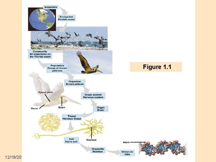 Figure 1. 1 12/19/2021 8 