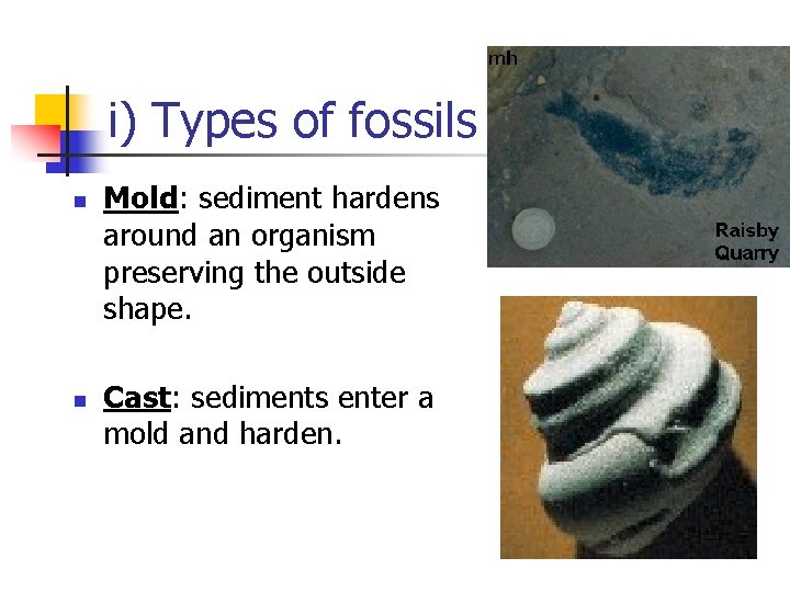 i) Types of fossils n n Mold: sediment hardens around an organism preserving the