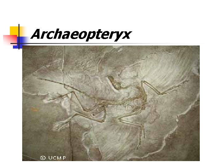 Archaeopteryx 