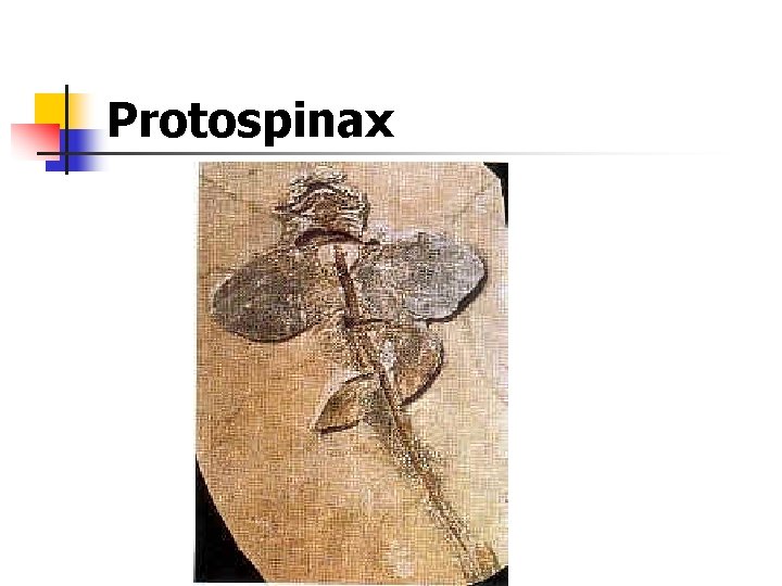 Protospinax 