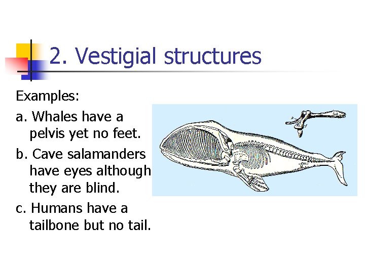 2. Vestigial structures Examples: a. Whales have a pelvis yet no feet. b. Cave