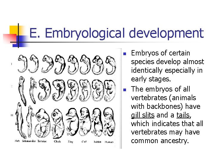 E. Embryological development n n Embryos of certain species develop almost identically especially in