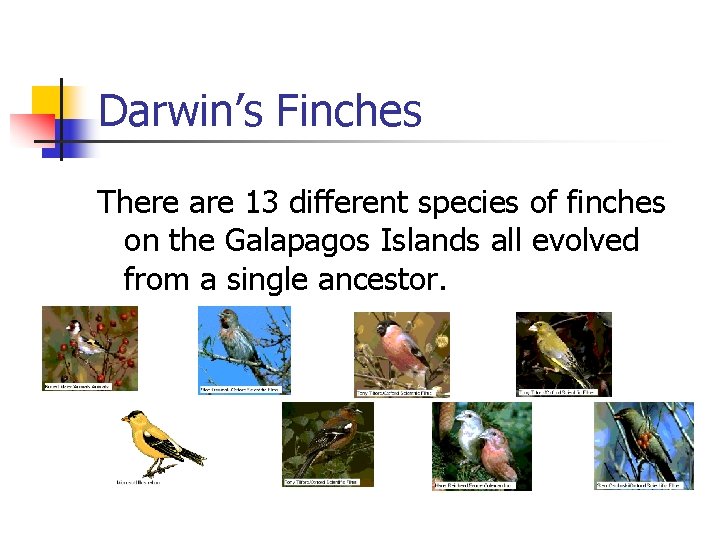 Darwin’s Finches There are 13 different species of finches on the Galapagos Islands all