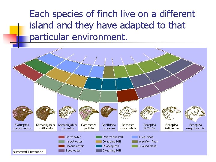 Each species of finch live on a different island they have adapted to that