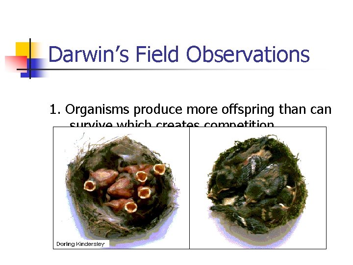 Darwin’s Field Observations 1. Organisms produce more offspring than can survive which creates competition.