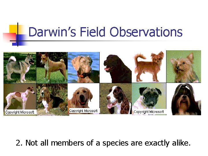 Darwin’s Field Observations 2. Not all members of a species are exactly alike. 