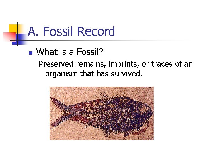 A. Fossil Record n What is a Fossil? Preserved remains, imprints, or traces of