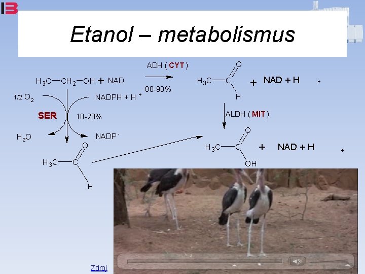 Etanol – metabolismus O ADH ( CYT ) H 3 C 1/2 CH 2