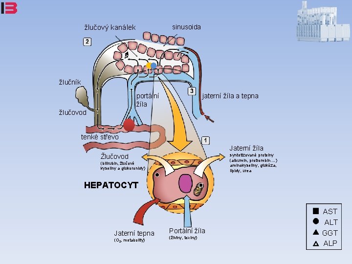 sinusoida žlučový kanálek žlučník portální žíla jaterní žíla a tepna žlučovod tenké střevo Jaterní