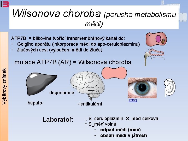 Wilsonova choroba (porucha metabolismu mědi) ATP 7 B = bílkovina tvořící transmembránový kanál do: