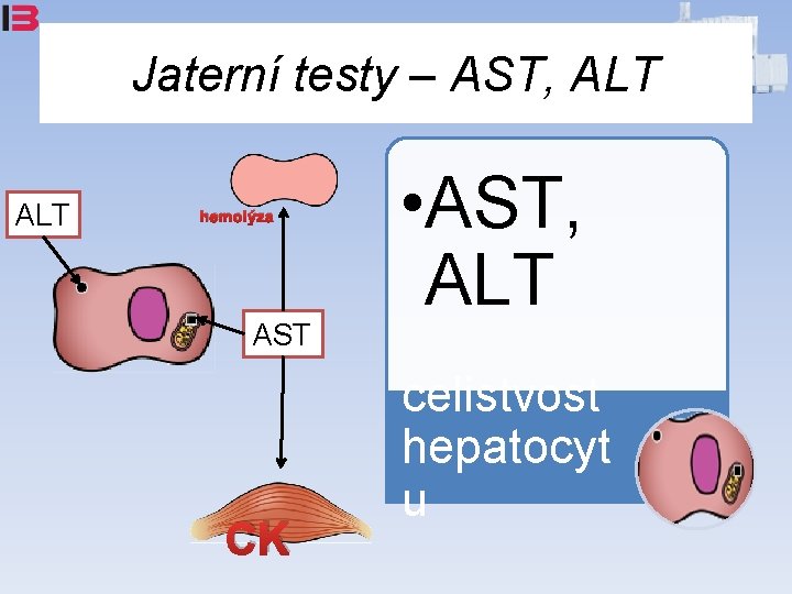 Jaterní testy – AST, ALT hemolýza AST CK • AST, ALT celistvost hepatocyt u